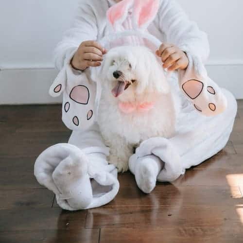 Dogs Party Costume